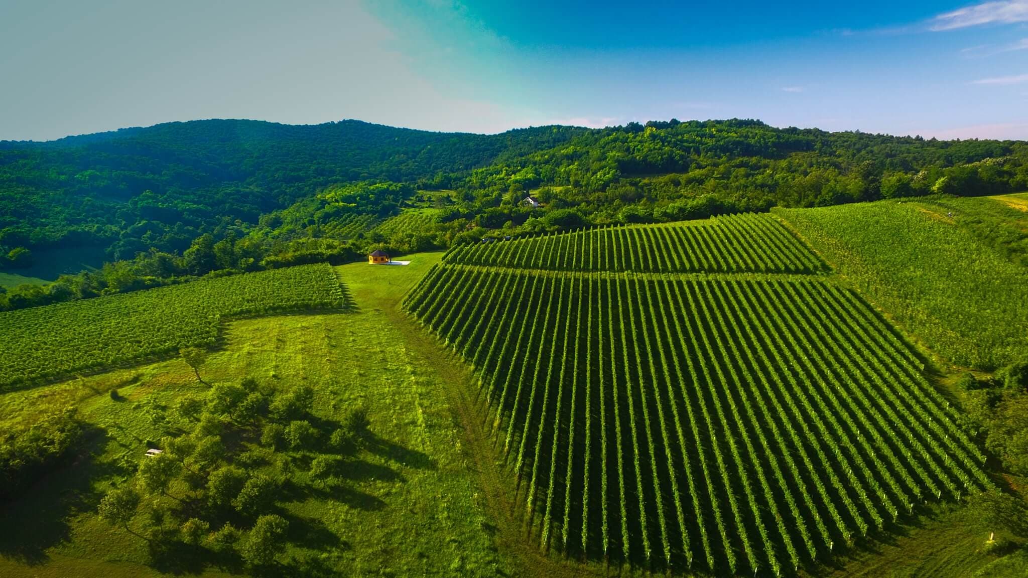 OPG Vuckovic - wineyard