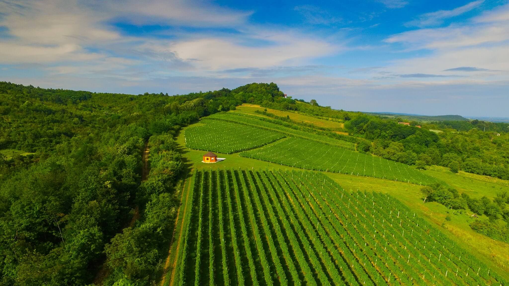 OPG Vuckovic - wineyard