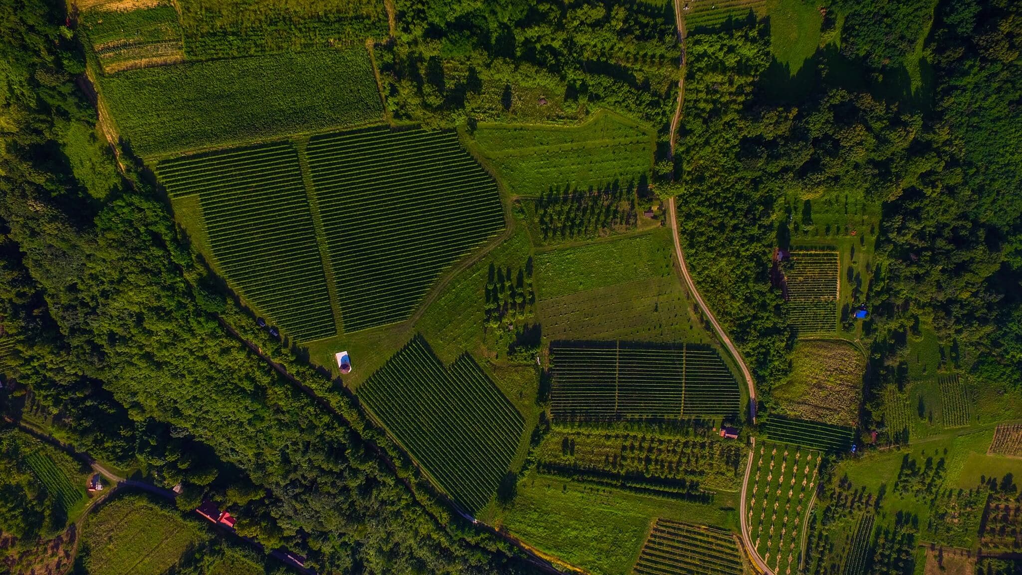 OPG Vuckovic - wineyard